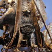 merlino_006 merlino_006